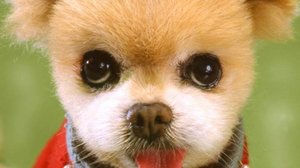 Интересное и познавательное детям! Изучаем породы собак, 2 часть #сезонконтентаRutube