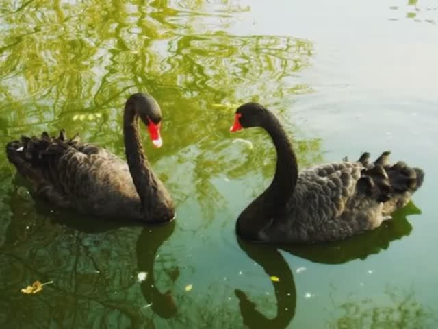 Гуси - Лебеди - исп. Вячеслав Анисимов (сл.Ф.Тотти,муз.А. Страцевского) смотреть онлайн