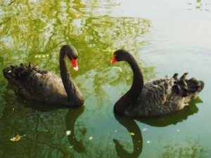 Гуси - Лебеди - исп. Вячеслав Анисимов (сл.Ф.Тотти,муз.А. Страцевского)