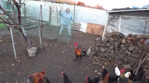 Начали убирать гусей 🦢Великое переселение🐔🐤🐥 Отличный пух🕸Дом на Кубани🏡🧡