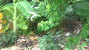 остров корал