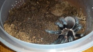 О содержании Brachypelma vagans.