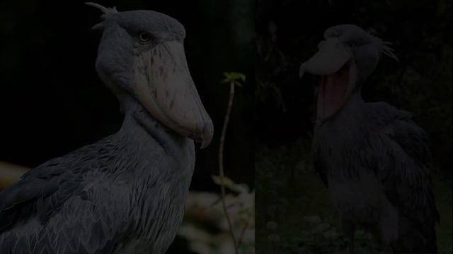 Шубилл аист или КИТОГЛАВ Интересные ФАКТЫ о самой необычной птице нашей планеты смотреть онлайн