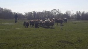 Электропастух (в действии)