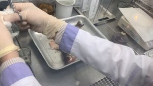 Исследование рыбы 1