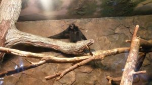 Крикливая обезьяна!!!