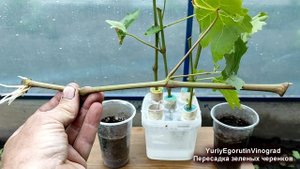 🍇 Зеленое укоренение черенков винограда. Пересаживаю ЗЕЛЕНЫЕ УКОРЕНЕННЫЕ ЧЕРЕНКИ в грунт.