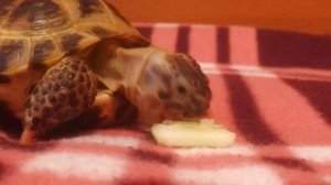 Черепашка кушает :3