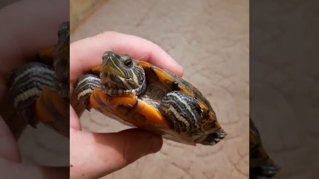 якрасноухая черепаха. черепаха .turtle