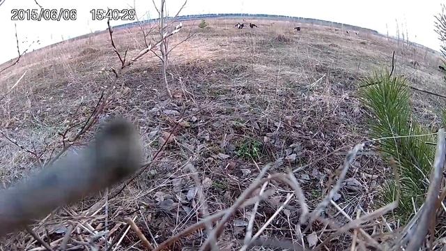 Весенняя охота на тетерева на току