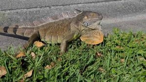 Игуана защищается, наводя страх на обидчика