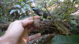 ямс выращивание и приготовление:примитивные технологии 🌱 👍