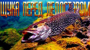 ЩУКА ПЕРЕД ЛЕДОСТАВОМ, КАК И ГДЕ, ЛУЧШЕ ЛОВИТЬ ЗУБАСТУЮ, О ПРИМАНКАХ, ПОВАДКАХ И ПРОВОДКАХ.