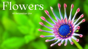 Flowers - 4K - Relaxation Film With Calming Music