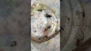 домовой паук против паука