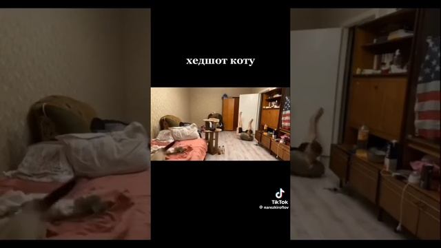 хэдшот коту