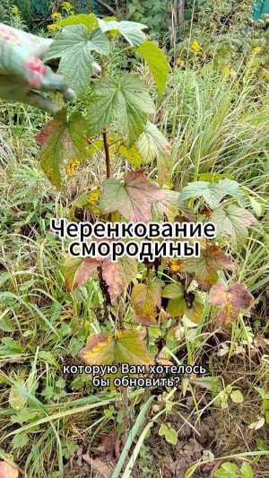 Черенкование смородины осенью #смородина #shorts