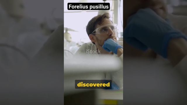 The Ultimate Sacrifice: The story of Forelius pusillus. #viral #animals #amazingfacts #shortsfeed