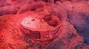 Зоомагазин - выставка!Разнообразие черепах! Мои красноухие черепахи переселились)Купили 5 аквариумо