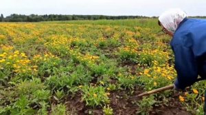 Что я посадила на 1 гектаре земли. Сколько планирую заработать.