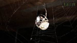 Паук ,, крестовик,,( araneus) обволакивает муху.