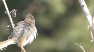 Prinia gracilis / Изящная приния / פשוש