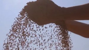 Агрохолдинг Сибирский премьер