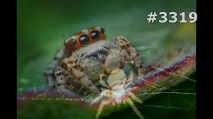 #3319. Пауки (В мире животных)