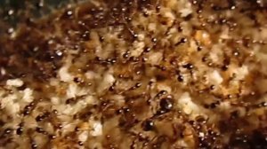 Carebara diversa - горы расплода