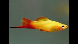 все про рыб меченосцев А до Я. #акварюмистика #рыба