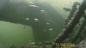 1000034466.mp4Волга гл.5м.04.12.2024г.