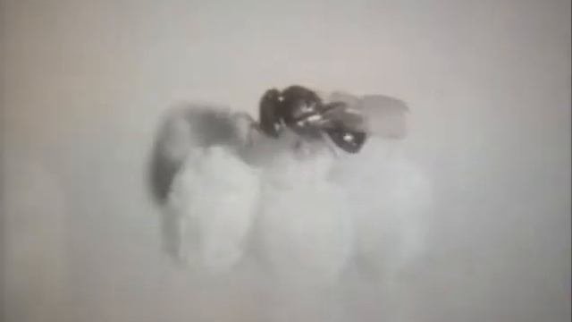 Отряд перепончатокрылые
