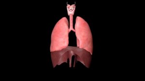 Дыхание по методу Вима Хофа для начинающих