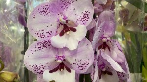 "ФЛОРА ГРУПП" НОВЫЙ ЗАВОЗ ОРХИДЕЙ И ДРУГИХ РЕДКИХ РАСТЕНИЙ