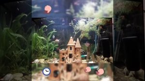 Рыбки в большом аквариуме