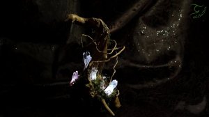Ночник из коряги со светящимися кристаллами "Магия фей"