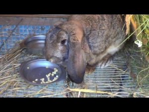 клетка двушка для кроликов французского барана