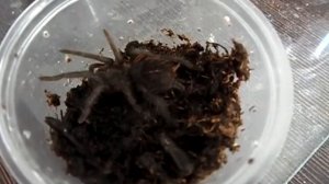 Кормление Brachypelma vagans