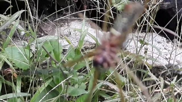 УДИВИТЕЛЬНЫЙ ПАУК - ОГРОМНЫЙ ПАУК - ЦВЕТНОЙ ПАУК - МАЛЕНЬКИЙ ПАУК - ОПАСНЫЙ ПАУК - ПАУК ПРОТИВ МУХИ