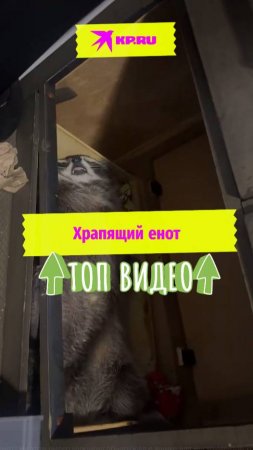 Храпящий енот