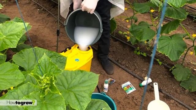 Как правильно защитить огурец от болезней и вредителей – часть 2