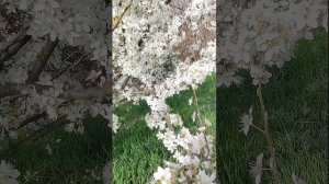 Мне нравятся деревья по-моему, они лучше других умеют мириться с условиями жизни.