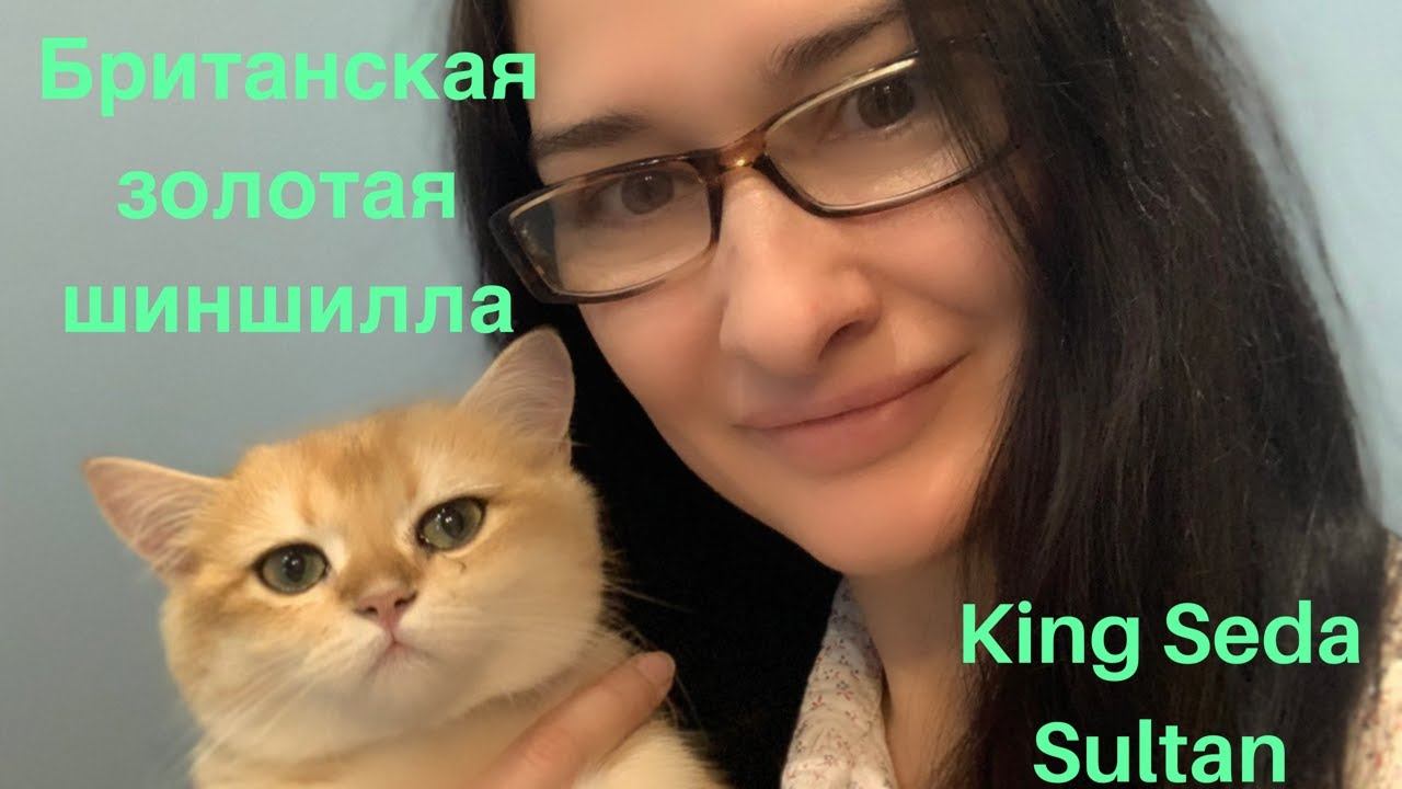Знакомьтесь наш Симба - Кинг Седа Султан! Золотая британская шиншилла