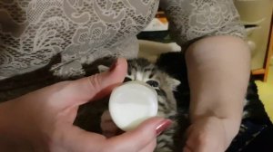 Кормление котёнка с бутылочки.