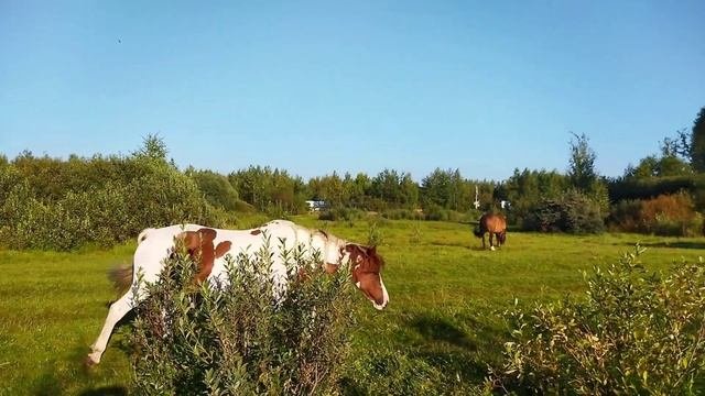 Конюшня в Конобеево.