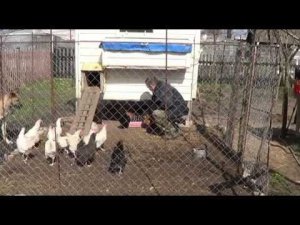 обзор курятника на 15 кур