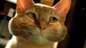 Purina Maxx Cat Commercial