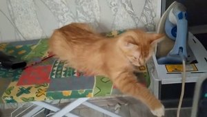 капаем кошкам капли от блох🐱