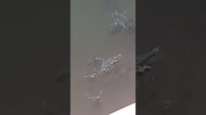 Размножение стрекоз
