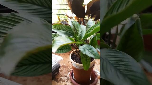 new addition to my plant family  calathea vittata